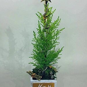 christmas-arrangement