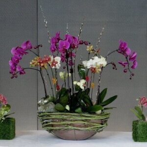 luxury-orchids