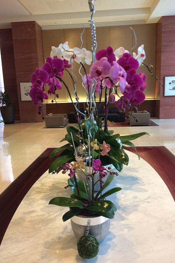 luxury-orchids