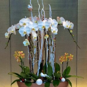 luxury-orchids