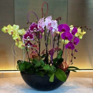 Deluxe Orchids