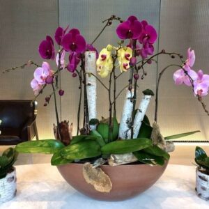 luxury-orchids