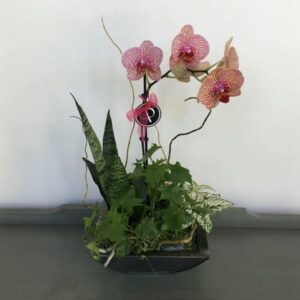 orchids