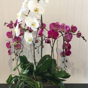 Orchid Planters