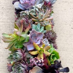 succulents