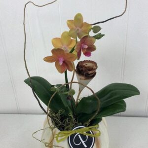 orchids