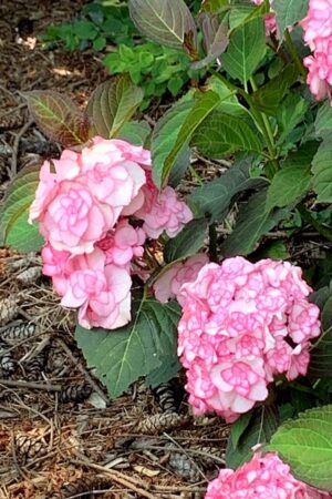 My Favourite Hyndrengea Post by Lavender andLilacs Florist