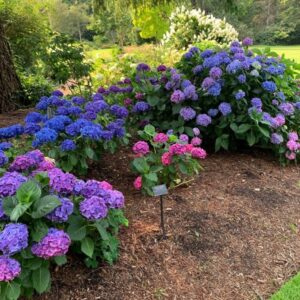 My Favourite Hyndrengea Post by Lavender andLilacs Florist