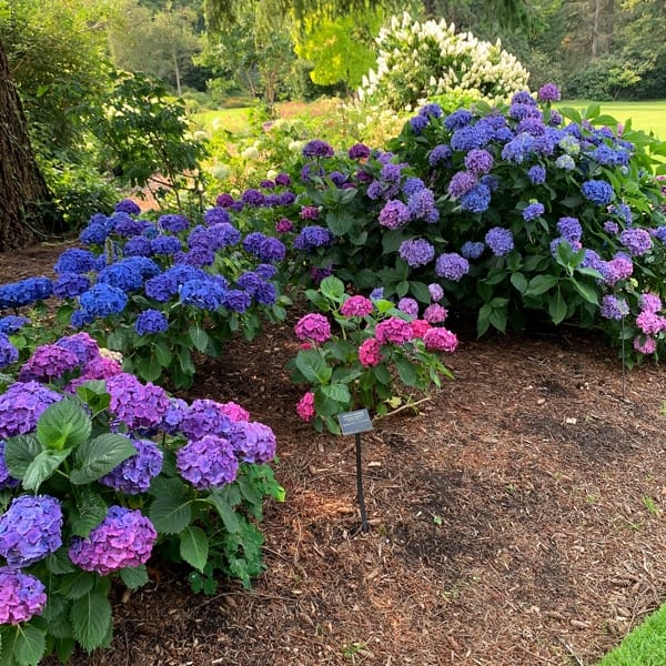 My Favourite Hyndrengea Post by Lavender andLilacs Florist