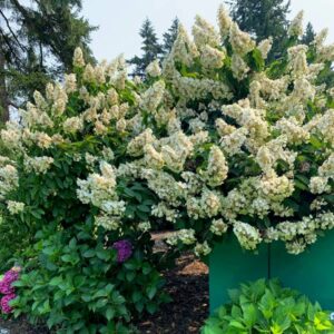 My Favourite Hyndrengea Post by Lavender andLilacs Florist