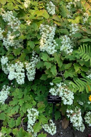 My Favourite Hyndrengea Post by Lavender andLilacs Florist