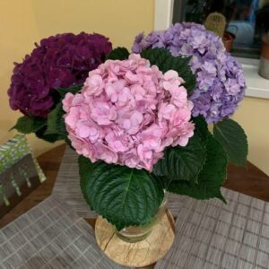 My Favourite Hyndrengea Post by Lavender andLilacs Florist