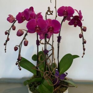 OR042 Orchid