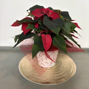 Christmas Arrangement
